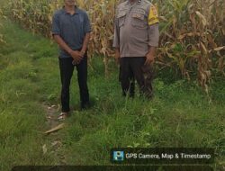 Dari Tanam Hingga Panen, Polisi di Dompu Siap Kawal Hasil Jagung Petani