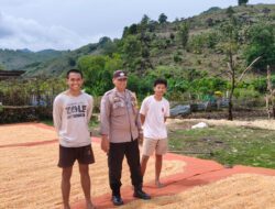 Bhabinkamtibmas Desa Kramat Pantau Hasil Panen Jagung Warga, Dukung Program Ketahanan Pangan Nasional