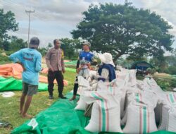 Polri Hadir Dukung Petani, Jagung Hasil Panen di Woja Siap Masuk Gudang Bulog
