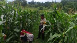 Bhabinkamtibmas Desa Sorinomo Pantau Lahan Jagung Warga, Dukung Program Ketahanan Pangan Nasional