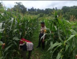 Bhabinkamtibmas Desa Sorinomo Pantau Lahan Jagung Warga, Dukung Program Ketahanan Pangan Nasional