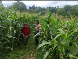 Bhabinkamtibmas Desa Sorinomo Pantau Lahan Jagung Warga, Dukung Program Ketahanan Pangan Nasional