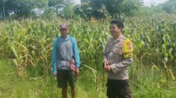 Jagung Varietas NK JAGO di Rasabou Dipantau Polisi, Estimasi Panen Capai 6 Ton