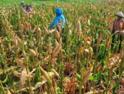 Polri Mendukung Program Ketahanan Pangan Nasional Guna Mempererat Sinergitas Dengan Masyarakat Dalam Mendukung Sektor Pertanian Khususnya Jagung