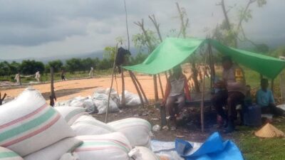 Polri Dukung Ketahanan Pangan, Bhabinkamtibmas Dampingi Petani Jagung dari Masa Tanam hingga Distribusi
