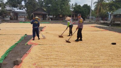 Bhabinkamtibmas Desa Kempo Aktif Dampingi Petani Jemur Jagung Dukung Ketahanan Pangan Nasional