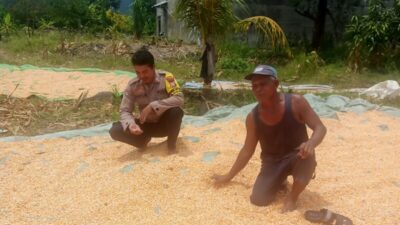 Pantau dan Dampingi Penjemuran Jagung Warga, Wujudkan Ketahanan Pangan Menuju Indonesia Emas 2045