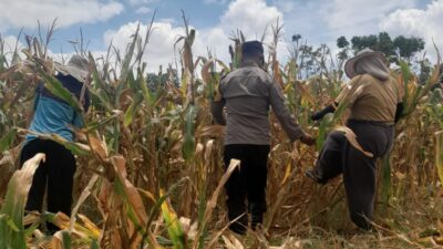 Peran Aktif Bhabinkamtibmas, Panen Jagung Warga Hu’u Capai Hasil Optimal