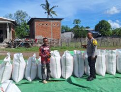 Bhabinkamtibmas Polsek Kempo Pantau Penjemuran Jagung Warga, Dukung Distribusi ke Bulog