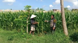 Bhabinkamtibmas Polsek Labuapi Dampingi Petani Jagung Dusun Jogot