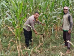 Bhabinkamtibmas Bagik Polak Bantu Petani Jagung Rawat Lahan