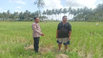 Aksi Humanis Bhabinkamtibmas Gerung Bantu Petani Optimalkan Lahan Jagung