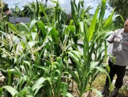 Polsek Labuapi Ubah Lahan Tidur Jadi Lumbung Pangan Desa