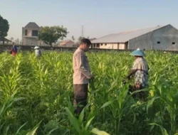 Polsek Labuapi Dorong Petani Kuranji Dalang Capai Swasembada Pangan