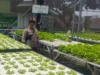 Lahan Sempit Jadi Cuan, Warga Desa Bengkel Sulap Pekarangan Jadi Kebun Hidroponik Produktif