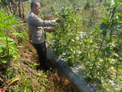 Bhabinkamtibmas Desa Masbagik Utara Kontrol Petani dalam Rangka Ketahanan Pangan