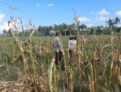 Polres Lombok Barat Dampingi Petani Jagung Desa Tempos