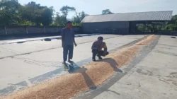 Ketahanan Pangan, Polsek Gerung, Polres Lombok Barat, Desa Dasan Tapen, Petani Jagung, Pasca Panen, Bhabinkamtibmas