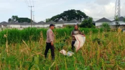 Sinergi Polri dan Petani: Strategi Polsek Labuapi Perkuat Ketahanan Pangan di Desa Karang Bongkot