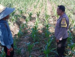 Komitmen Polri Perkuat Ketahanan Pangan, Bhabinkamtibmas Turun Langsung Dampingi Petani di Labuapi