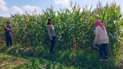 Kapolsek Selong Cek Lokasi Panen Jagung, Dorong Persiapan Panen Raya di Lombok Timur