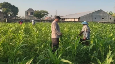 Sinergi Bhabinkamtibmas dan Petani Kuranji Dalang: Strategi Lokal Wujudkan Swasembada Pangan
