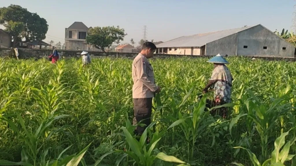 Sinergi Bhabinkamtibmas dan Petani Kuranji Dalang: Strategi Lokal Wujudkan Swasembada Pangan