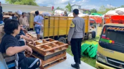 Lumbung Pangan Sekotong Bergelora: 20 Ribu Ton Jagung Desa Batu Putih Resmi Tembus Gudang Bulog!