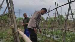 Bhabinkamtibmas Kuranji Dalang Motivasi Petani Sayur: Optimalkan Lahan Pekarangan di Desa