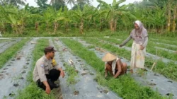 Optimalkan Lahan Sempit, Bhabinkamtibmas Dasan Geres Dorong Ketahanan Pangan Mandiri Lewat Media Polibag