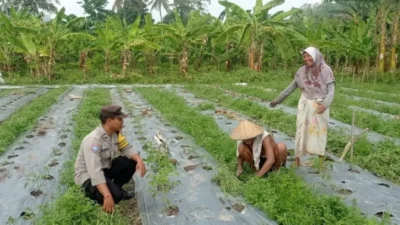 Optimalkan Lahan Sempit, Bhabinkamtibmas Dasan Geres Dorong Ketahanan Pangan Mandiri Lewat Media Polibag