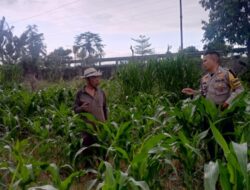 Lombok Barat Percepat Ketahanan Pangan Nasional Lewat Desa