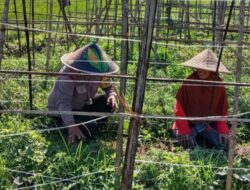 Bukan Sekadar Jaga Keamanan, Polisi di Lombok Barat Kini Jadi Motor Ketahanan Pangan