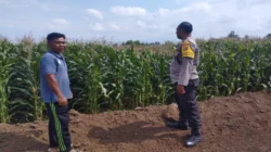 Sinergi Polri dan Petani: Bhabinkamtibmas Desa Gapuk Akselerasi Program Ketahanan Pangan Nasional