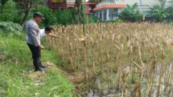 Strategi Ketahanan Pangan, Bhabinkamtibmas Kebon Ayu Dorong Warga Manfaatkan Lahan Pekarangan