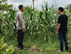Lahan Kosong Jadi Sumber Uang, Strategi Jitu Bhabinkamtibmas Labuapi Perkuat Ketahanan Pangan Masyarakat