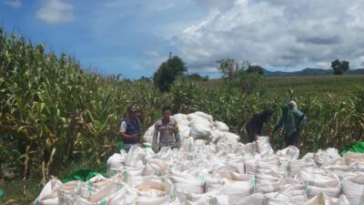 Bhabinkamtibmas Desa Nusa Jaya Dampingi Petani Panen Jagung, Dukung Ketahanan Pangan Nasional
