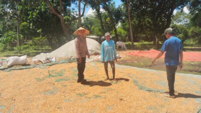 POLSEK WOJA LAKUKAN PEMANTAUAN PANEN JAGUNG, DUKUNG KETAHANAN PANGAN NASIONAL MENUJU INDONESIA EMAS 2045