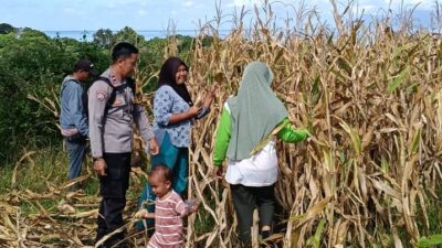 Pantau Panen Jagung Warga, Bhabinkamtibmas Desa Hu’u Dukung Ketahanan Pangan Nasional