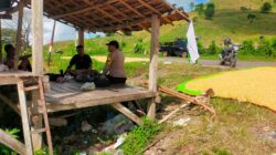 Bhabinkamtibmas Desa Jala Turun ke Lapangan, Pastikan Hasil Panen Aman dan Optimal