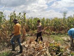 Pemantauan Panen Jagung di Dompu, Polri Perkuat Ketahanan Pangan Nasional
