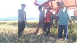 Sederhana Tapi Bermakna, Tanpa ada Jarak, Bhabinkamtibmas Polsek Woha Empati Sambangi dan Bantu Panen Padi Warga Binaan