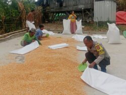 Polres Bima Kota Imbau Petani Jagung Jaga Kualitas Hasil Panen Agar Mendapat Harga Tinggi