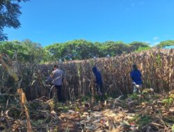 Wujudkan Ketahanan Pangan, Bhabinkamtibmas Desa Luk Turun Langsung Bantu Petani Panen Jagung