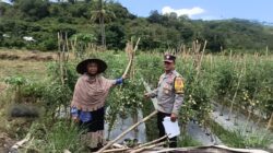 Dukung Asta Cita Presiden, Bhabinkamtibmas Desa Rhee Pantau Pertumbuhan Jagung Hibrida Milik Warga