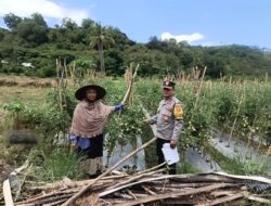 Dukung Asta Cita Presiden, Bhabinkamtibmas Desa Rhee Pantau Pertumbuhan Jagung Hibrida Milik Warga