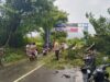 Personel Polsek Moyo Hulu Sigap Lakukan Pengaturan Lalu Lintas Pohon Tumbang yang Tutupi Jalan