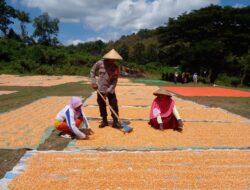 Polisi Dekat dengan Rakyat, Bhabinkamtibmas Nungga Dampingi Panen Jagung