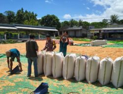 Bhabinkamtibmas Polsek Pekat Pantau Penjemuran Jagung Warga, Dorong Distribusi ke Bulog