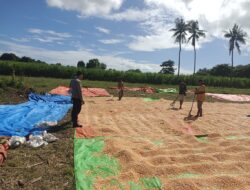 Laksanakan Pemantauan Hasil Panen Jagung Warga Bhabinkamtibmas Desa Karombo Dukung Program Ketahanan Pangan Nasional